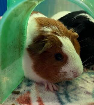 Rescue Guinea Pig Guinea Pigs for Adoption in Santa Cruz, California - Artemis | PetCurious